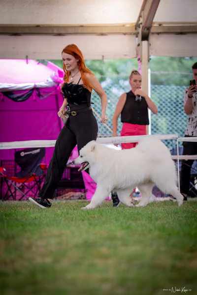 CACIB Mladá Boleslav – Samojed