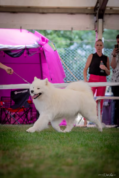 CACIB Mladá Boleslav – Samojed
