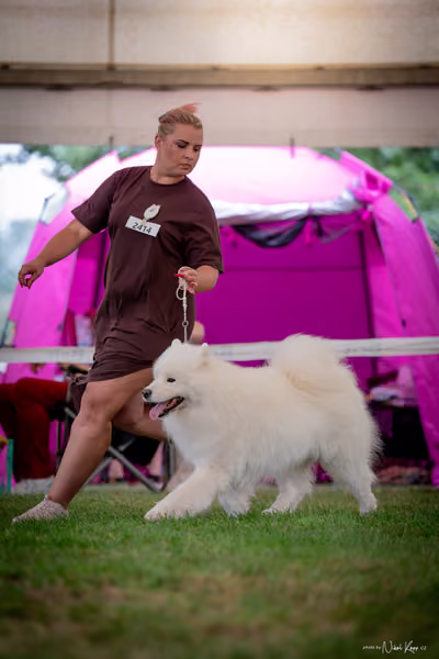 CACIB Mladá Boleslav – Samojed