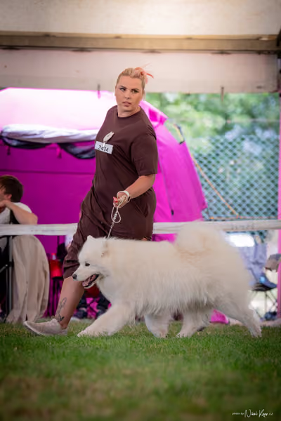 CACIB Mladá Boleslav – Samojed