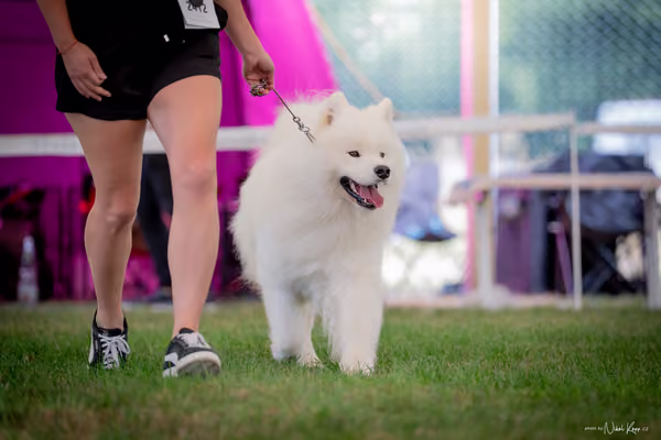 CACIB Mladá Boleslav – Samojed