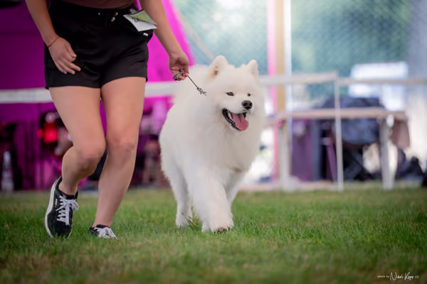 CACIB Mladá Boleslav – Samojed