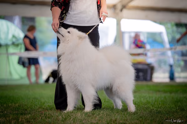 CACIB Mladá Boleslav – Samojed