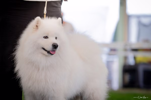 CACIB Mladá Boleslav – Samojed