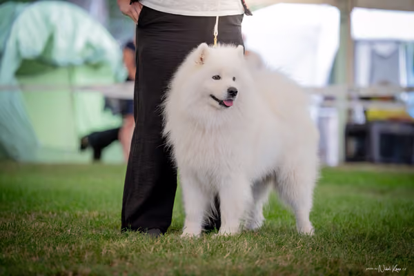 CACIB Mladá Boleslav – Samojed