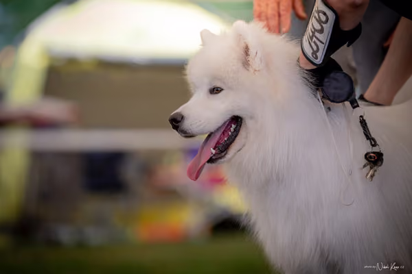 CACIB Mladá Boleslav – Samojed