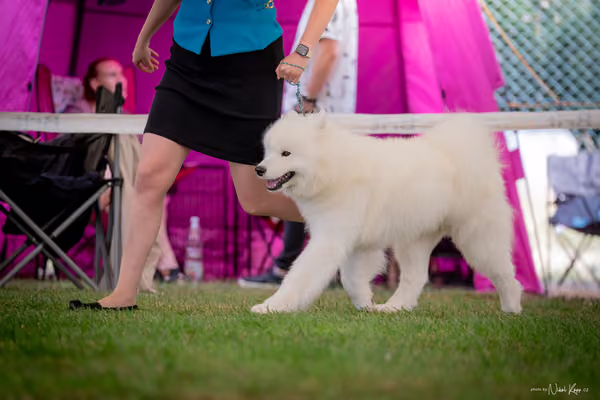 CACIB Mladá Boleslav – Samojed