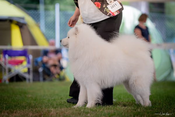 CACIB Mladá Boleslav – Samojed