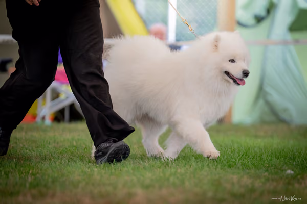 CACIB Mladá Boleslav – Samojed