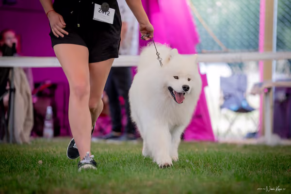 CACIB Mladá Boleslav – Samojed