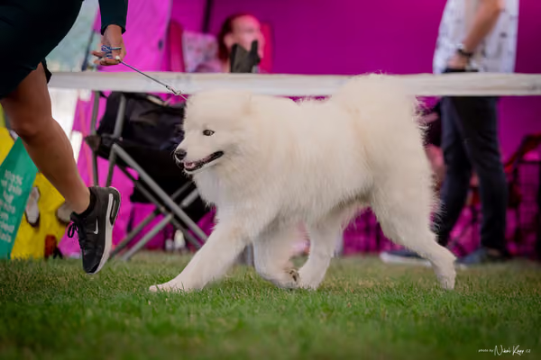 CACIB Mladá Boleslav – Samojed