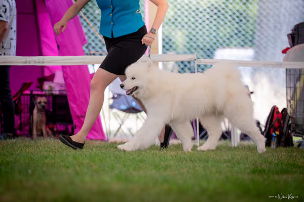CACIB Mladá Boleslav – Samojed