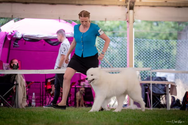 CACIB Mladá Boleslav – Samojed