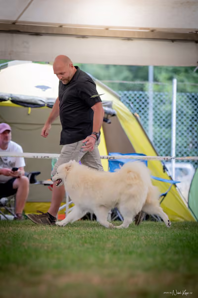 CACIB Mladá Boleslav – Samojed