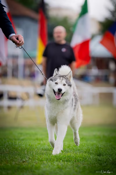 CACIB Mladá Boleslav – FCI 5