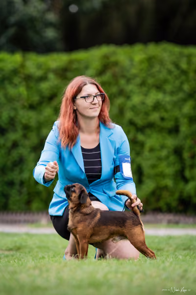 Klub chovatelů grifonků a brabantíků — Speciální výstava - dopoledne – Brabantík