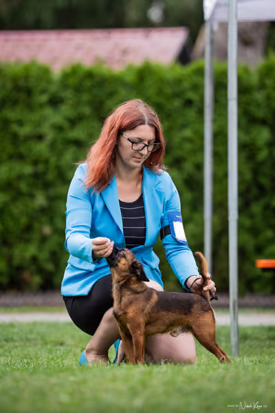 Klub chovatelů grifonků a brabantíků — Speciální výstava - dopoledne – Brabantík