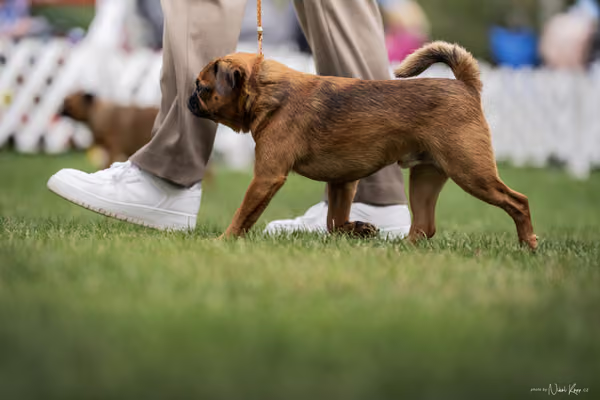 Klub chovatelů grifonků a brabantíků — Speciální výstava - dopoledne – Brabantík