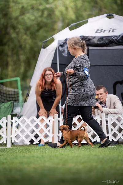Klub chovatelů grifonků a brabantíků — Speciální výstava - dopoledne – Brabantík