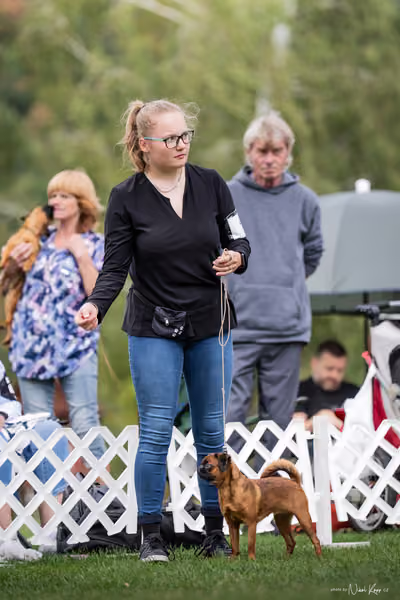 Klub chovatelů grifonků a brabantíků — Speciální výstava - dopoledne – Brabantík