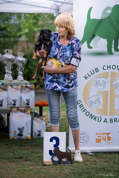 Klub chovatelů grifonků a brabantíků — Speciální výstava - dopoledne – Brabantík