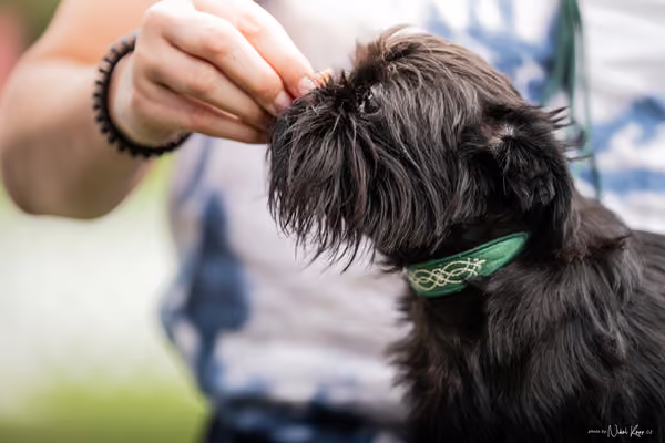 Klub chovatelů grifonků a brabantíků — Speciální výstava - dopoledne – Belgický grifonek