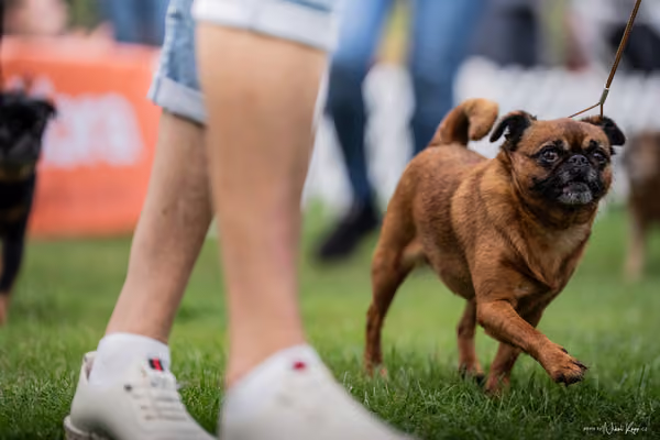 Klub chovatelů grifonků a brabantíků — Speciální výstava - závěrečné soutěže – 22. srpna 2026
