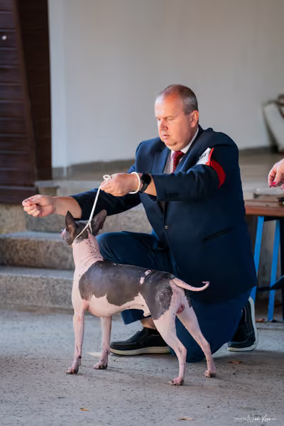 Krajská Hubertská výstava všech plemen – Senior handling