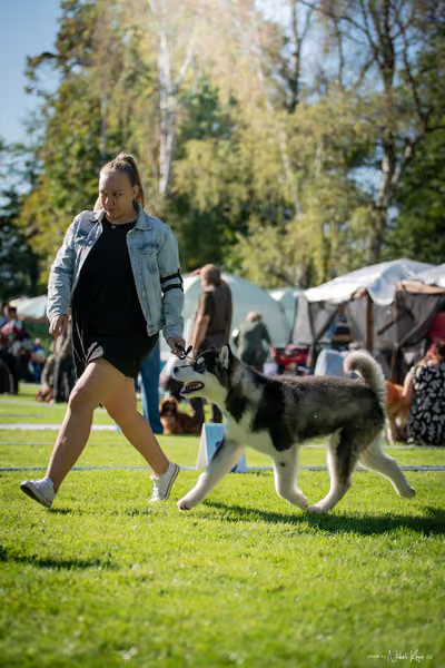 Krajská Hubertská výstava všech plemen – KRUH 4