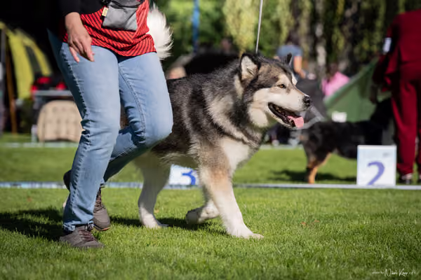 Krajská Hubertská výstava všech plemen – KRUH 4