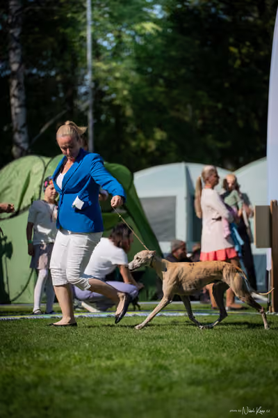 Krajská Hubertská výstava všech plemen – KRUH 1