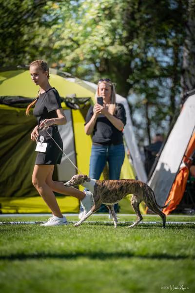 Krajská Hubertská výstava všech plemen – KRUH 1
