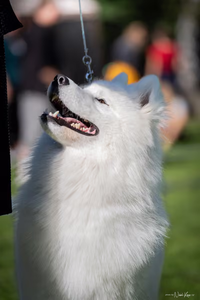 Krajská Hubertská výstava všech plemen – KRUH 4