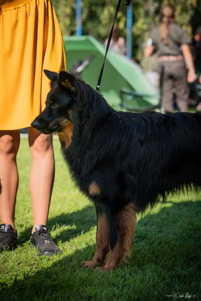 Krajská Hubertská výstava všech plemen – KRUH 5