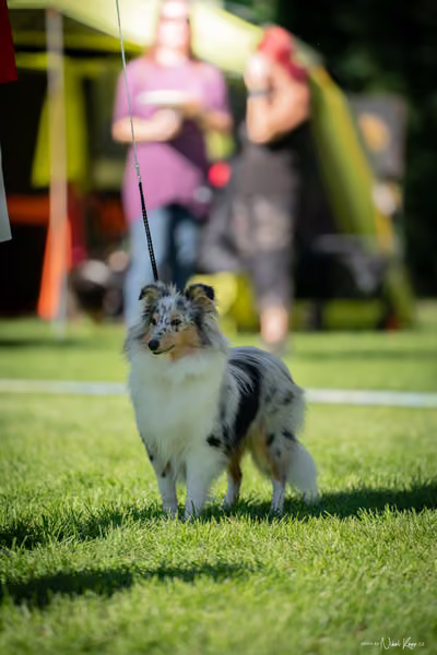 Krajská Hubertská výstava všech plemen – KRUH 5
