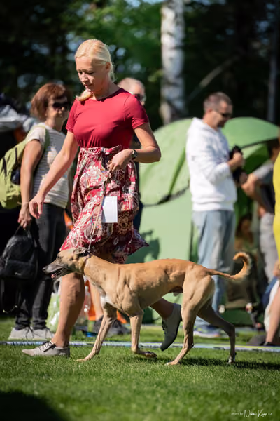 Krajská Hubertská výstava všech plemen – KRUH 1
