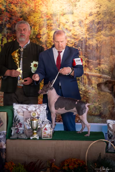 Krajská Hubertská výstava všech plemen – Senior handling