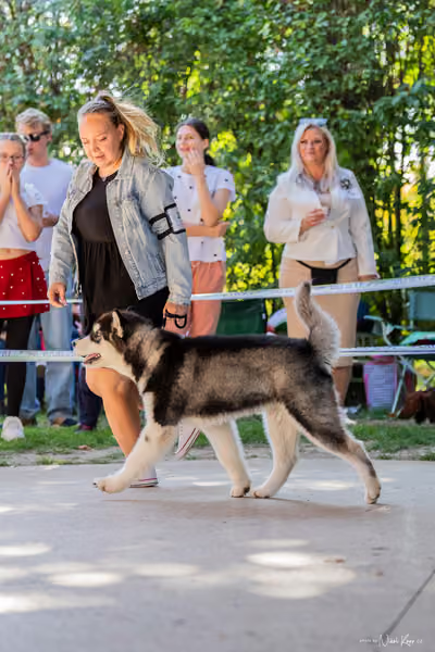 Krajská Hubertská výstava všech plemen – ŠTĚNĚ