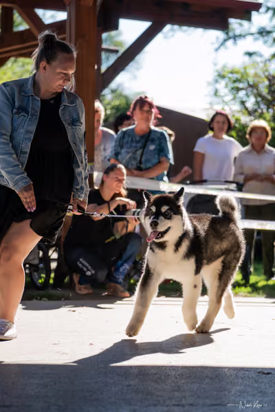 Krajská Hubertská výstava všech plemen – ŠTĚNĚ