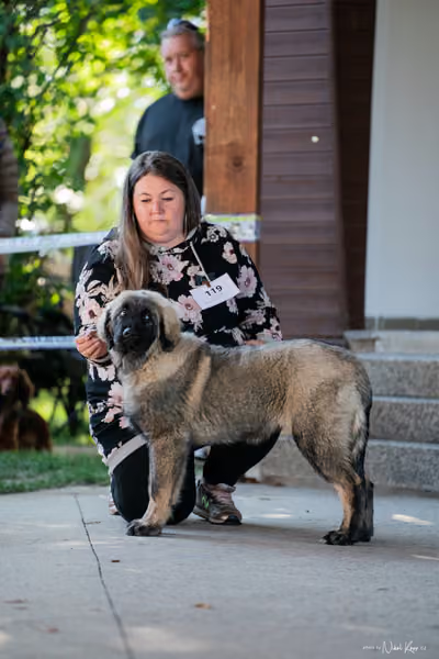 Krajská Hubertská výstava všech plemen – ŠTĚNĚ