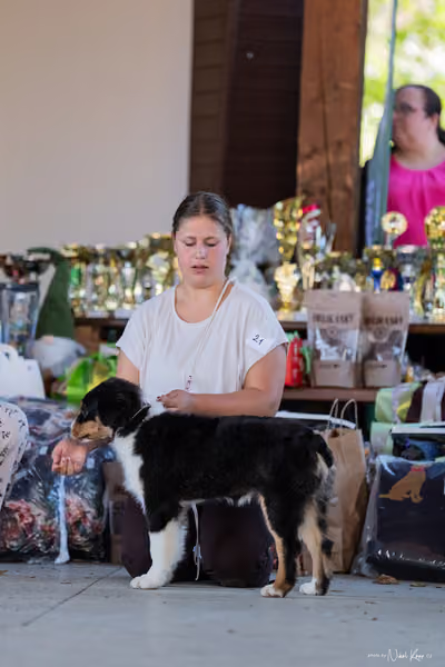 Krajská Hubertská výstava všech plemen – ŠTĚNĚ