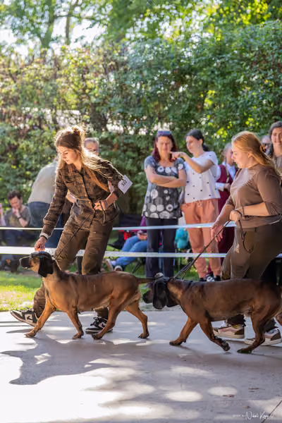 Krajská Hubertská výstava všech plemen – PÁRY