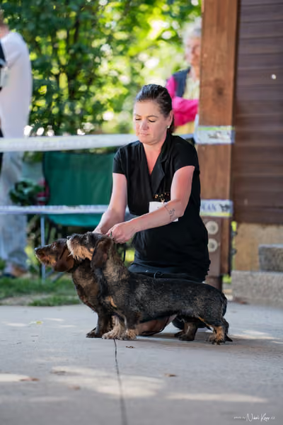 Krajská Hubertská výstava všech plemen – PÁRY