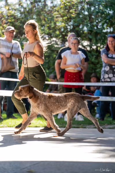 Krajská Hubertská výstava všech plemen – CHS