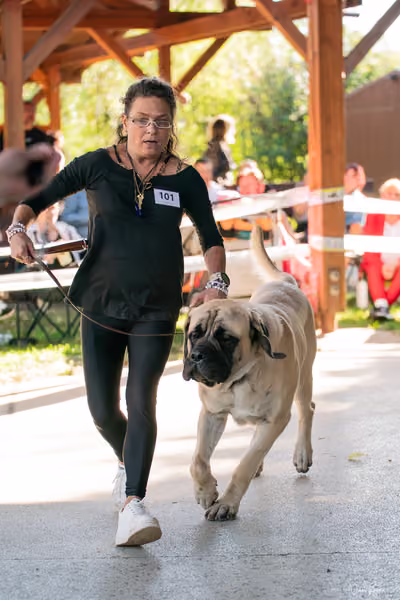 Krajská Hubertská výstava všech plemen – Nejlepší mladý pes