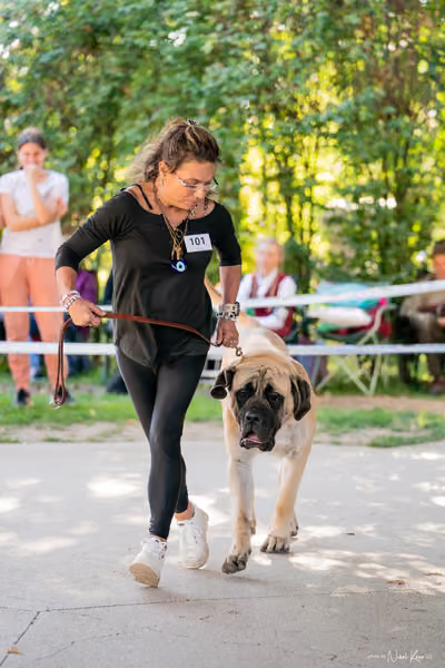 Krajská Hubertská výstava všech plemen – Nejlepší mladý pes