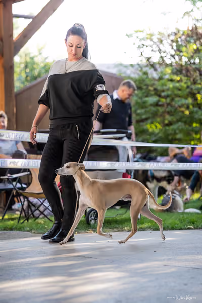 Krajská Hubertská výstava všech plemen – 10 FCI pes
