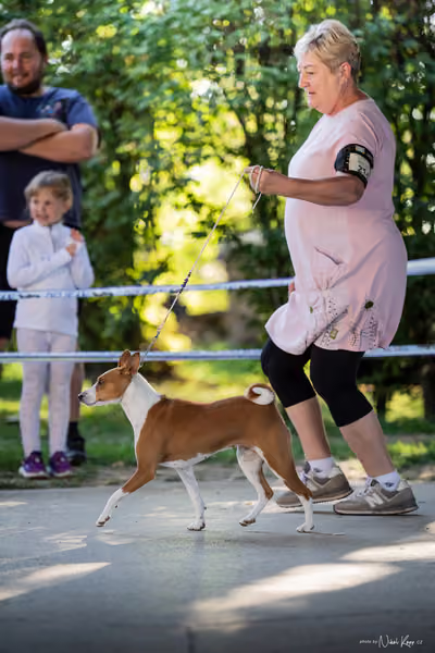 Krajská Hubertská výstava všech plemen – 5 FCI fena