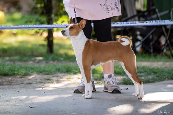 Krajská Hubertská výstava všech plemen – 5 FCI fena