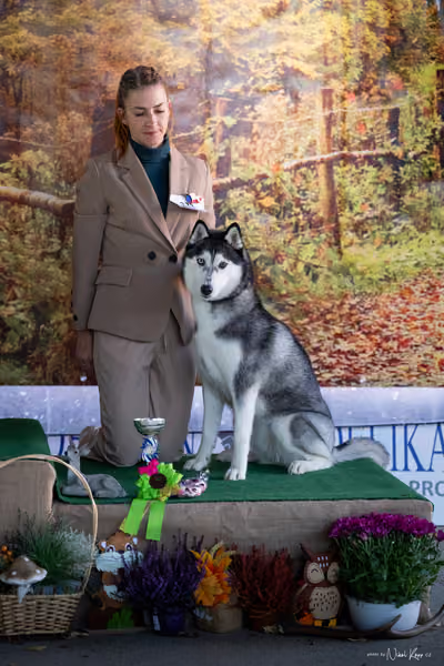 Krajská Hubertská výstava všech plemen – 5 FCI fena